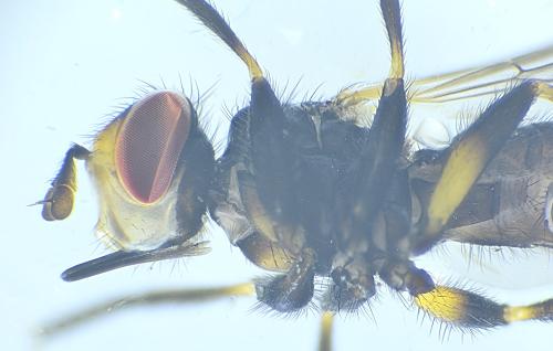 Thecophora cinerascens